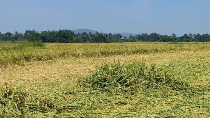 Mưa đá làm hàng trăm ha lúa nước sắp đến ngày thu hoạch ở xã Ea Kly bị rụng hạt và đổ ngã, gây thiệt hại nặng nề.