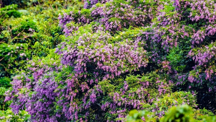 Sắc tím hoa Thàn mát tạo nên vẻ đẹp đặc trưng của Bán đảo Sơn Trà ngày chớm hạ. (Ảnh ANH ĐÀO)