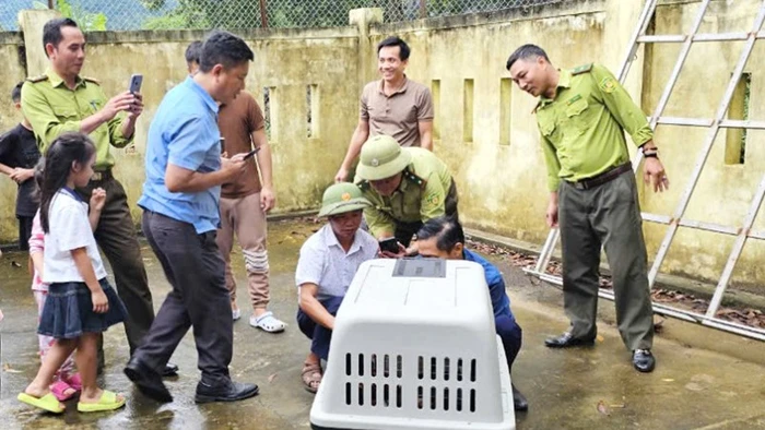 Cá thể voọc Hà Tĩnh bị lực lượng chức năng bắt để bảo đảm an toàn cho khu dân cư và bảo vệ động vật hoang dã.