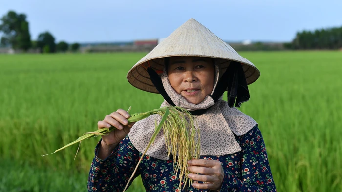 Bà Nguyễn Thị Nguyệt bên ruộng lúa hữu cơ của gia đình.