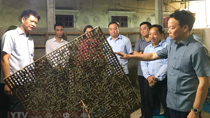 Bí thư Tỉnh ủy Yên Bái Đỗ Đức Duy thăm mô hình sản xuất tằm giống tại xã Việt Thành, huyện Trấn Yên. (Ảnh: THANH SƠN)
