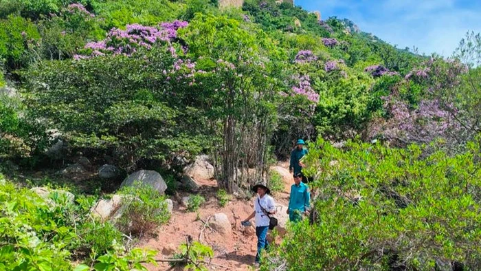 Cán bộ và nhân viên của Ban quản lý rừng phòng hộ ven biển huyện Thuận Nam (Ninh Thuận) đi tuần tra vùng rừng có cây bằng lăng rừng đang nở hoa thuộc lâm phần do đơn vị quản lý. (Ảnh: NGUYỄN TRUNG)