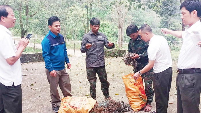 Lực lượng nhận khoán bảo vệ rừng tham gia tháo gỡ bẫy động vật hoang dã tại Khu bảo tồn thiên nhiên Đakrông.