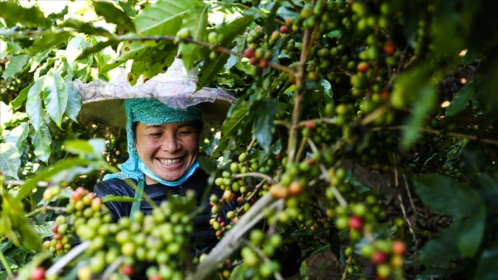 Aratay Coffee: Gắn sao cho sản phẩm OCOP bằng “sự tử tế”