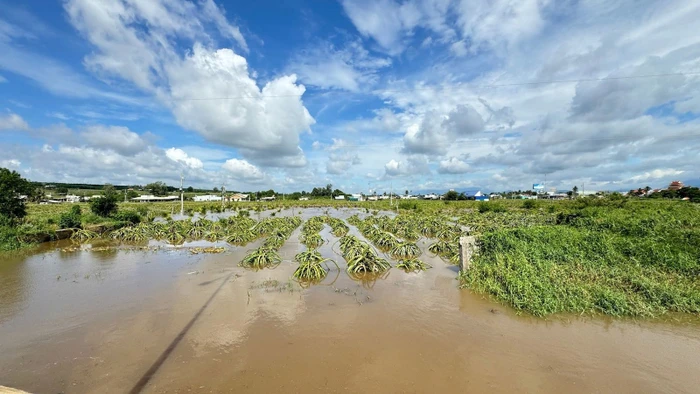 Cơn mưa làm hơn 400ha hoa màu bị thiệt hại.