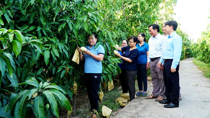 Cù Lao Dung phát triển nông nghiệp chất lượng cao gắn với du lịch.