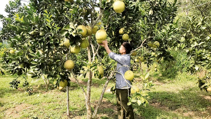 Thành viên Hợp tác xã nông lâm nghiệp Ðịa Linh, huyện Ba Bể, tỉnh Bắc Kạn (Hợp tác xã do thanh niên làm chủ) chăm sóc cây ăn quả. 