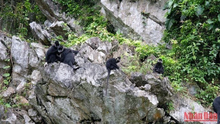 Voọc gáy trắng sống trên núi đá vôi của huyện Tuyên Hóa, tỉnh Quảng Bình. (Ảnh: HƯƠNG GIANG)