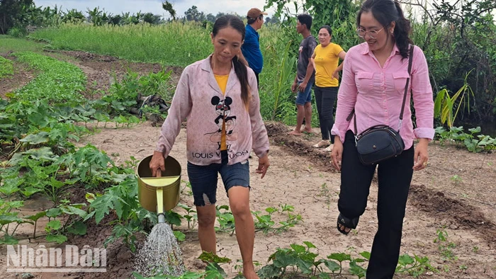 Mô hình trồng rau màu của gia đình chị Thị Trúc Linh (bên trái).