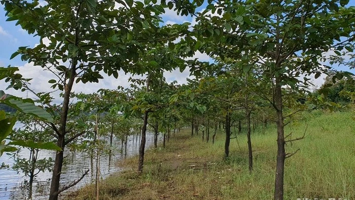 Nhiều diện tích rừng trồng bán ngập từ tiền trồng rừng thay thế ở Đắk Nông đã thành rừng và phát huy hiệu quả về môi trường.