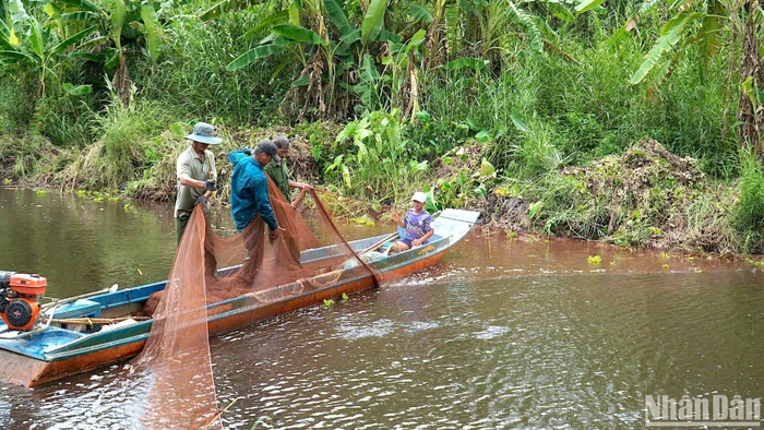 Tái hiện hoạt động chụp đìa bắt cá đồng tại Vườn Quốc gia U Minh hạ.