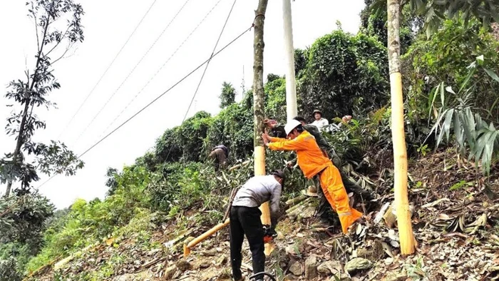 Những cây quế cao ngoài hành lang lưới điện được công nhân Điện lực Bảo Thắng chằng néo cẩn thận để phòng ngừa đổ vào đường dây.