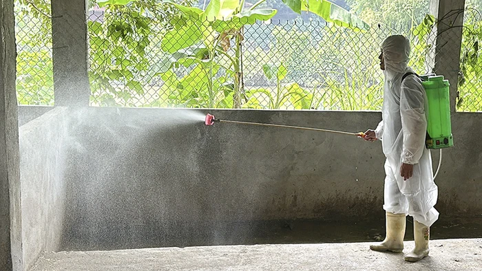 Chủ động phun khử khuẩn chuồng trại chăn nuôi phòng, chống dịch bệnh.
