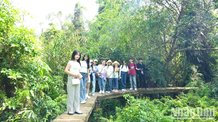 Du khách trẻ tham quan, trải nghiệm dưới tán rừng tràm xanh mướt tại Xẻo Quít, khu “căn cứ lòng dân”. (Ảnh: HỮU NGHĨA)