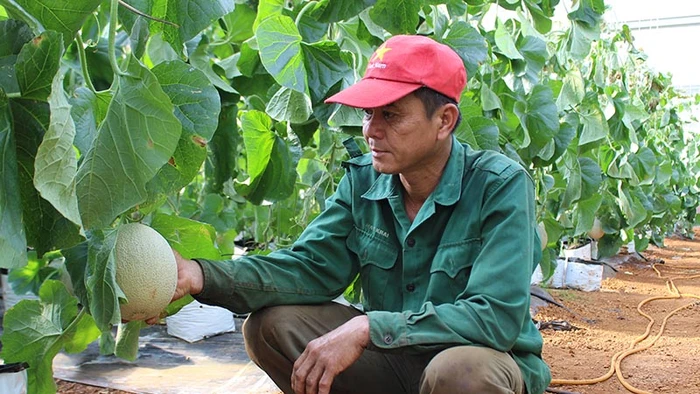 Dưa lưới sản xuất công nghệ cao ở huyện Chưpah tỉnh Gia Lai