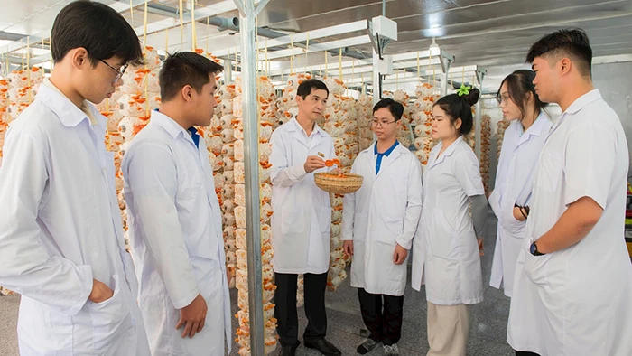 Sinh viên tìm hiểu, nghiên cứu mô hình trồng nấm vân chi đỏ tại Trường đại học Đồng Tháp. (Ảnh Trường đại học Đồng Tháp cung cấp)