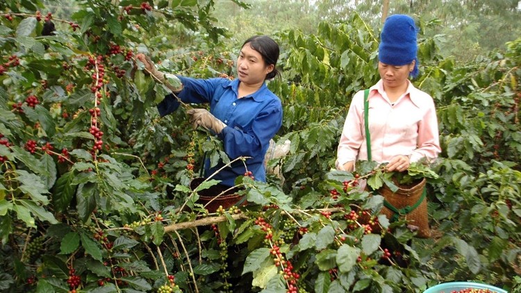 Cà phê Arabica Mường Ảng trên hành trình bay cao, vươn xa