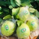 Ổi Đồng Nga