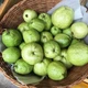 Ổi Đồng Nga