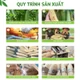 Đai kỳ lưng xơ mướp