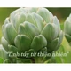 Cao mềm atiso Ngọc Duy