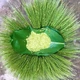 Cốm xanh Thượng Giáp