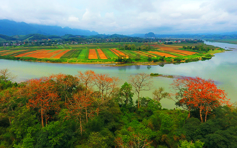 Quần thể cây gạo cổ thụ tại vùng đệm Vườn quốc gia Pù Mát, tỉnh Nghệ An. (Ảnh Anh Sơn)