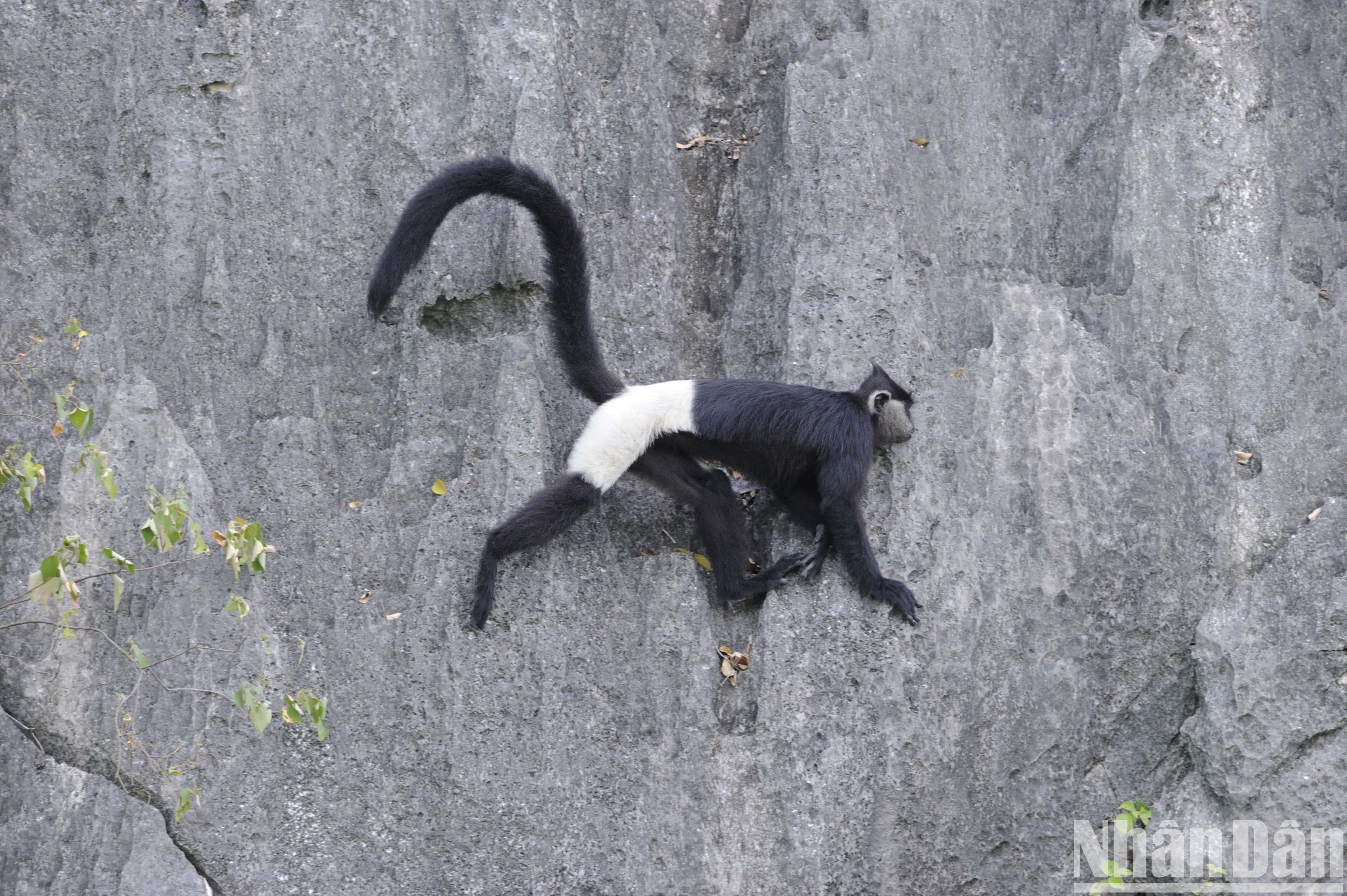 Một cá thể voọc quần đùi trắng được chụp tại Kim Bảng, Hà Nam (Ảnh: Trung tâm Bảo tồn Thiên nhiên và Phát triển).