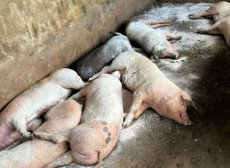 Dịch tả lợn châu Phi có nguy cơ bùng phát diện rộng tại Nghệ An ảnh 2