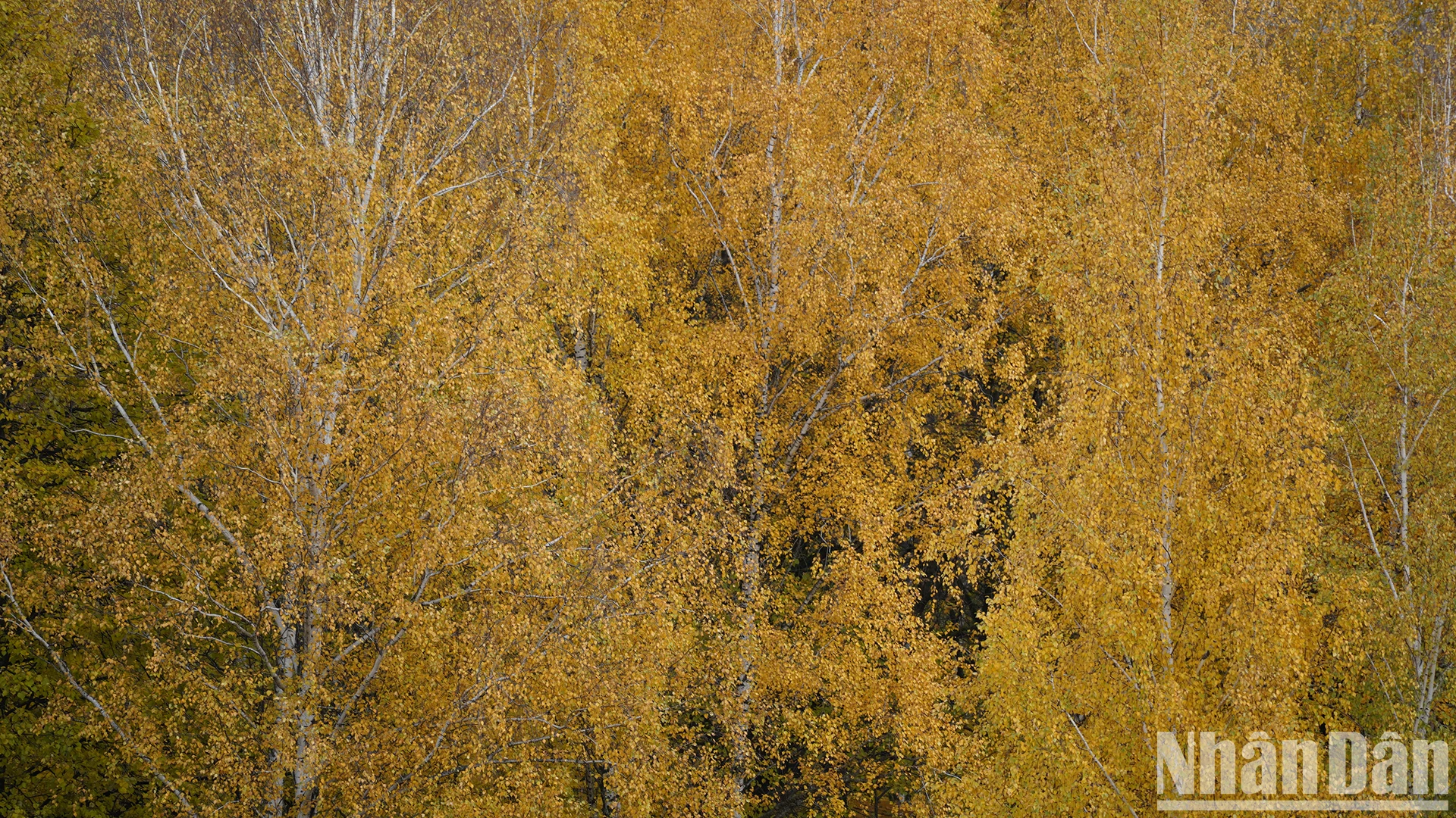 [Ảnh] Ngắm mùa thu vàng Moskva từ Đồi Chim sẻ ảnh 12