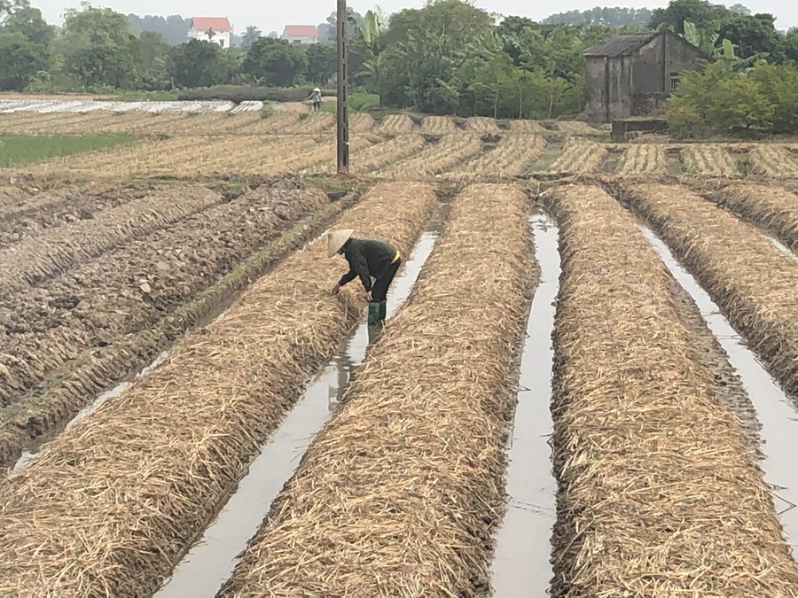 Liên kết sản xuất, tiêu thụ sản phẩm cây vụ đông ảnh 1