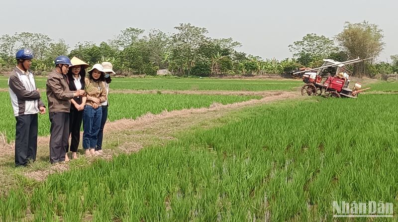 Gần 2 nghìn tổ chức, cá nhân ở Thái Bình tích tụ đất đai sản xuất lớn ảnh 1