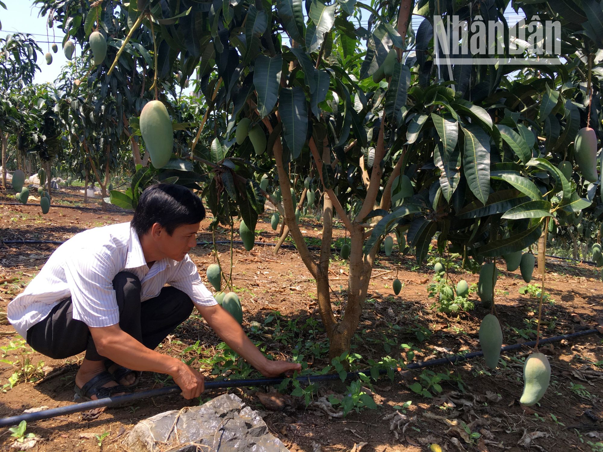 Phát triển nông nghiệp ứng dụng công nghệ cao ở Sơn La ảnh 3
