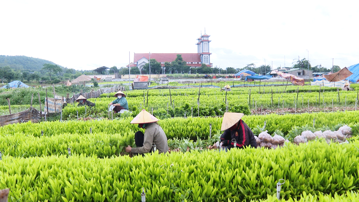 Sản xuất giống cây lâm nghiệp chất lượng cao phục vụ trồng rừng tại huyện Quảng Trạch (tỉnh Quảng Bình). (Ảnh HÀ NY)