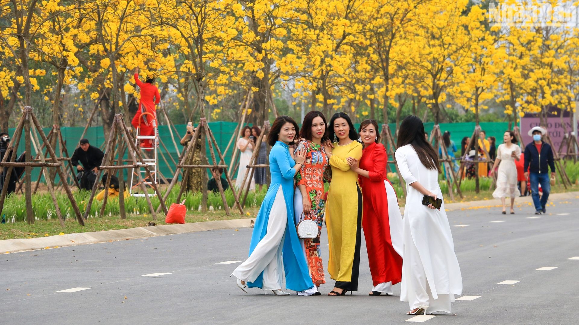 Một cung đường trong khu đô thị Park City (Hà Đông, Hà Nội) sở hữu rất nhiều cây hoa phong linh đang nở rộ, thu hút nhiều người dân tới chụp ảnh và vui chơi.
