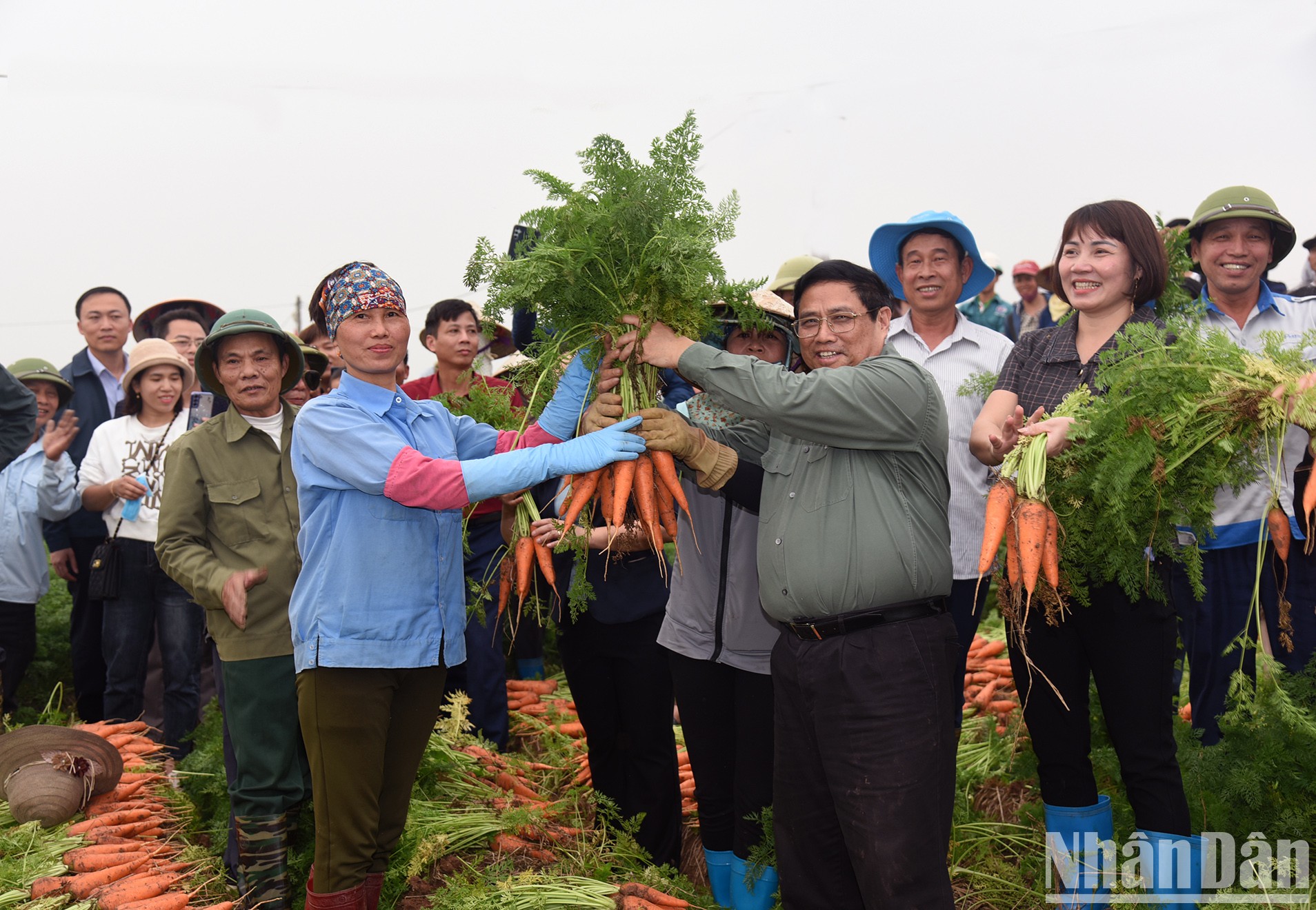 Thủ tướng Phạm Minh Chính thu hoạch cà rốt cùng nông dân xã Đức Chính, huyện Cẩm Giàng.