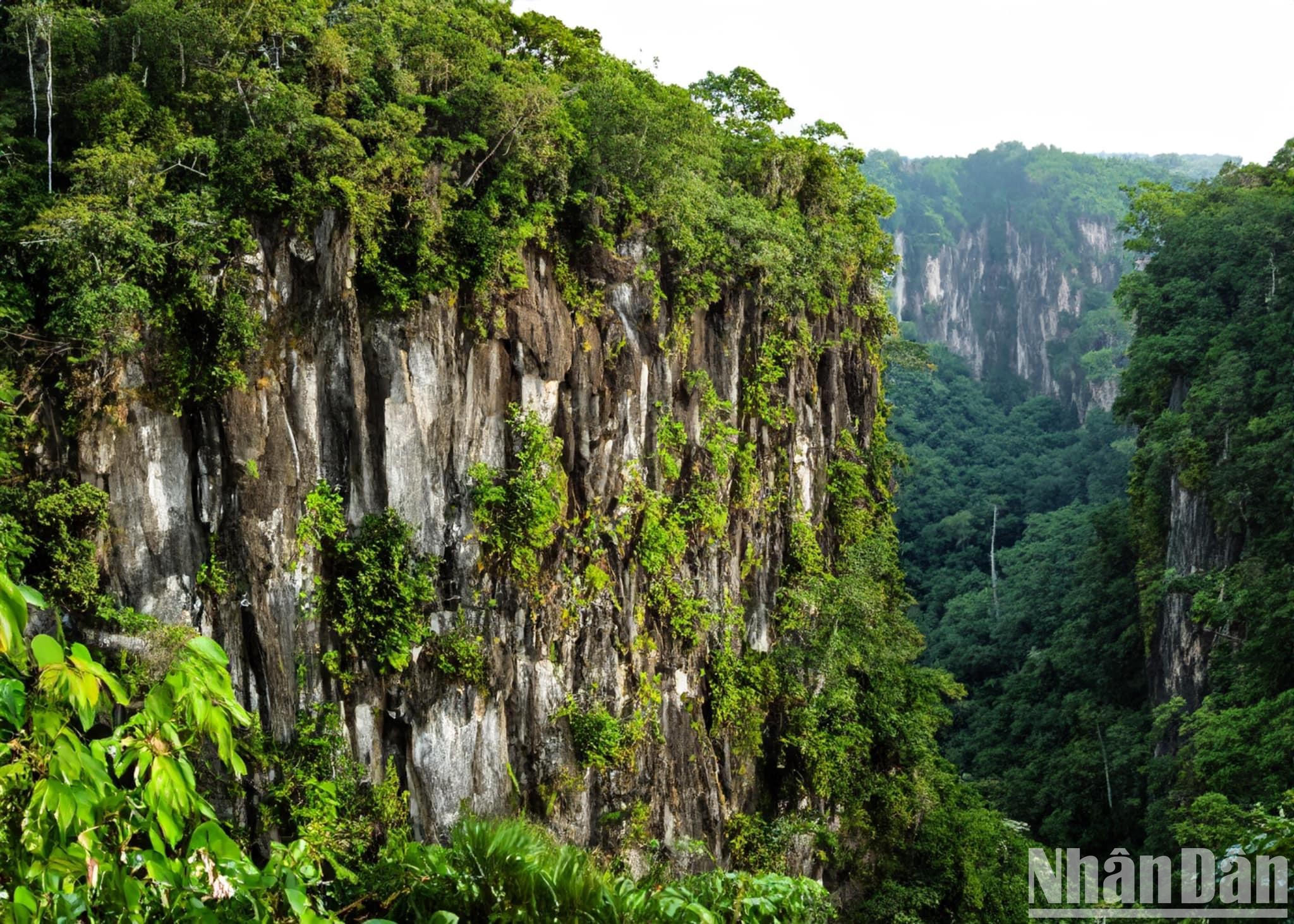 [Ảnh] Tour đêm mới lạ tại Vườn quốc gia Cúc Phương