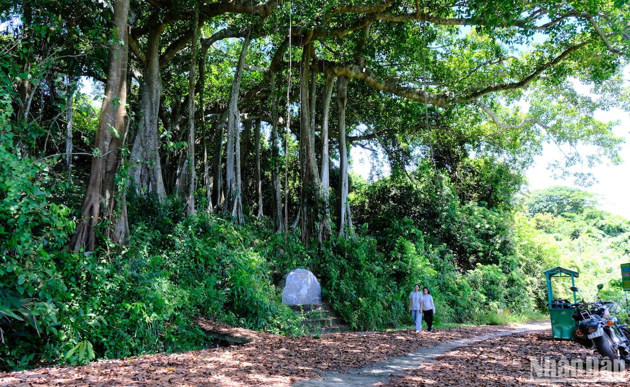 Cây đa di sản gần 1.000 năm tuổi trên Bán đảo Sơn Trà 