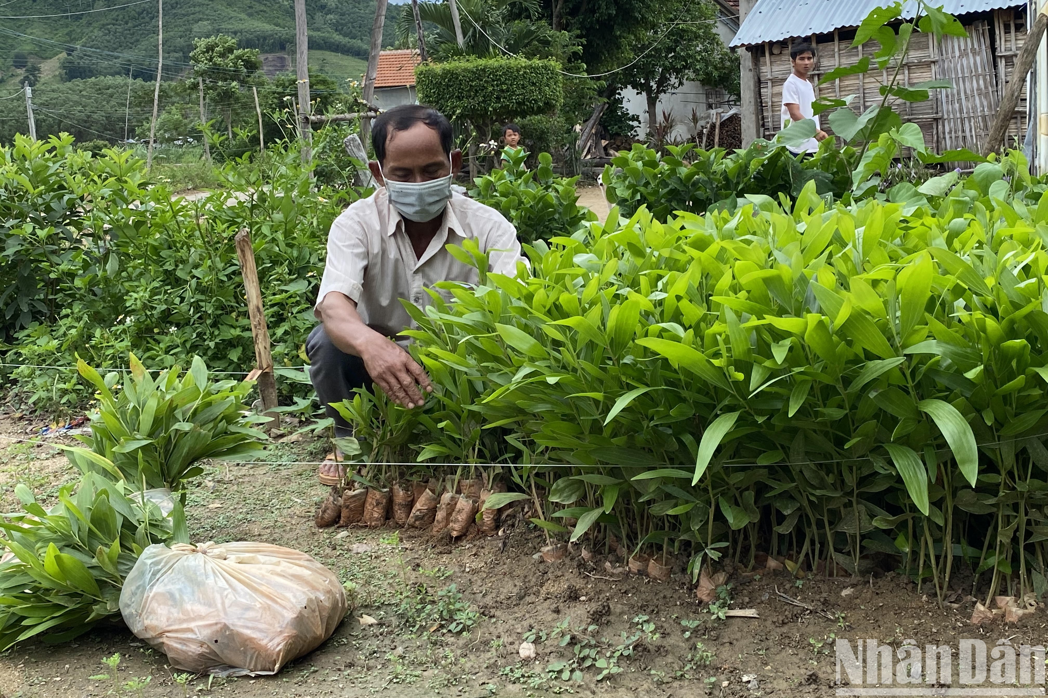 Nhiều hộ đồng bào dân tộc thiểu số ở xã vùng cao Phú Mỡ, huyện Đồng Xuân, Phú Yên được vay vốn phát triển trồng rừng.