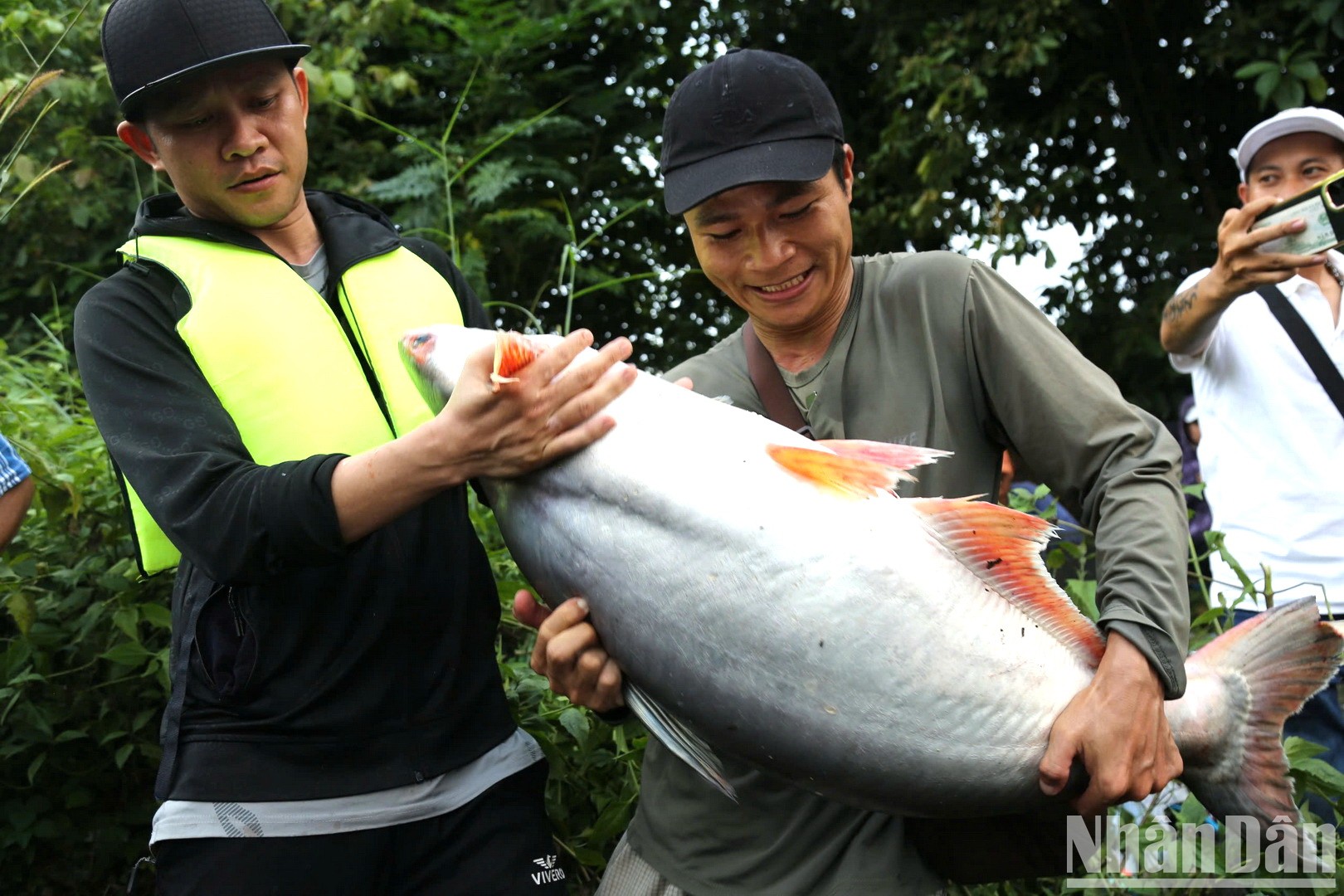 Một người dân bắt được con cá tra nặng khoảng 20kg.