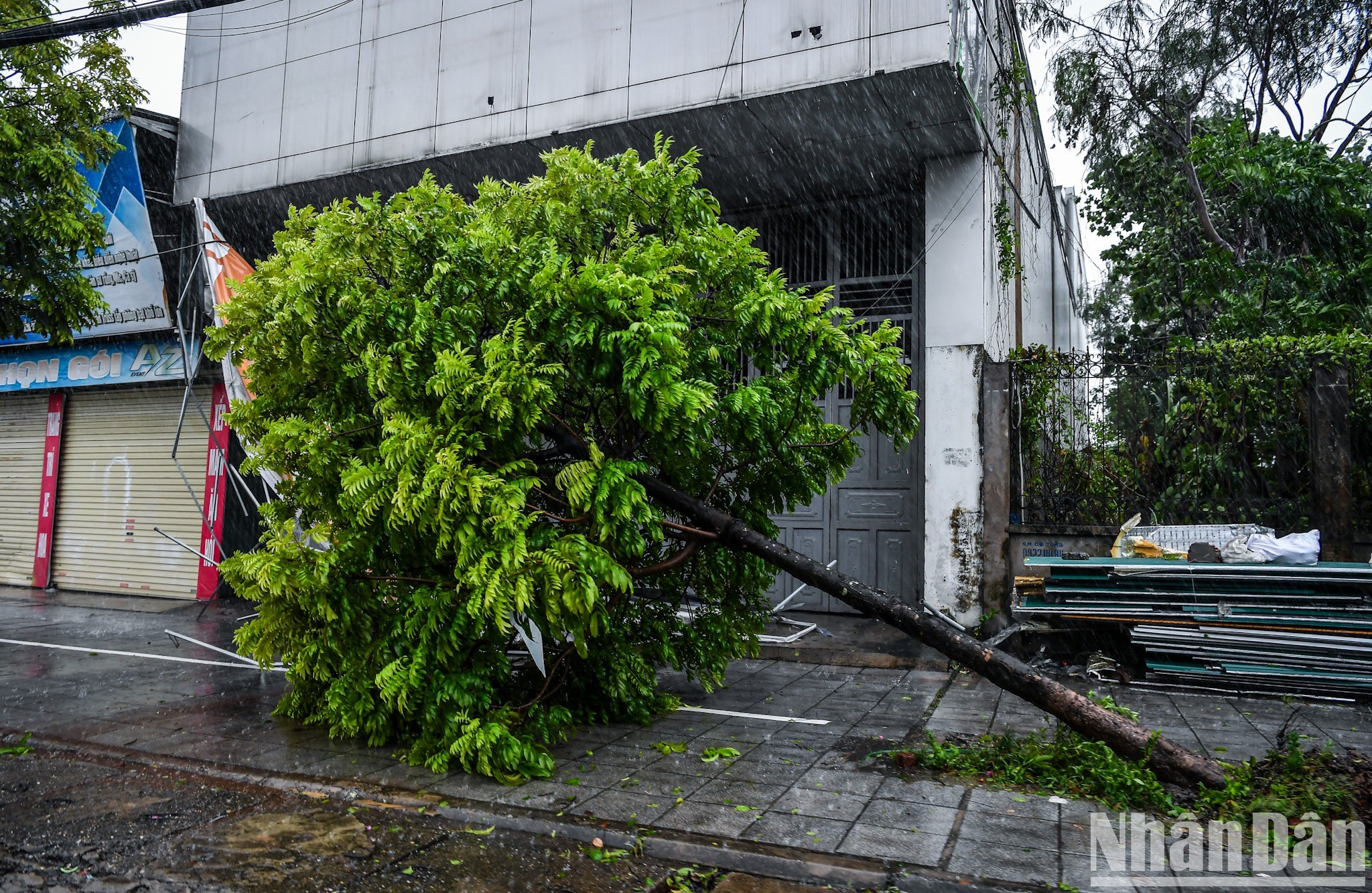 Cây xanh gãy đổ trên đường phố Cẩm Phả. 