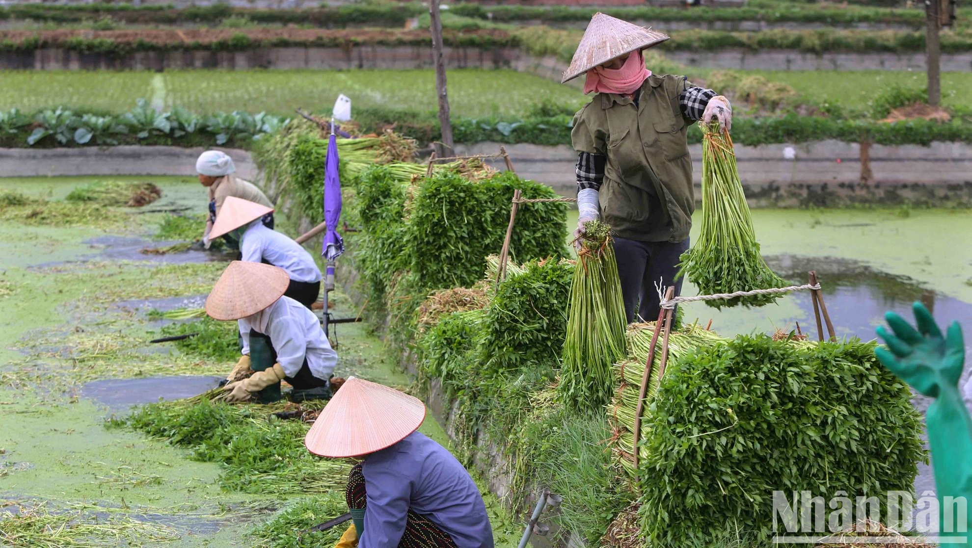 Từ một nền kinh tế nông nghiệp khép kín, Việt Nam đã viết nên một trong những câu chuyện thành công nhất về quá trình chuyển đổi kinh tế ở châu Á. (Ảnh: THÀNH ĐẠT)