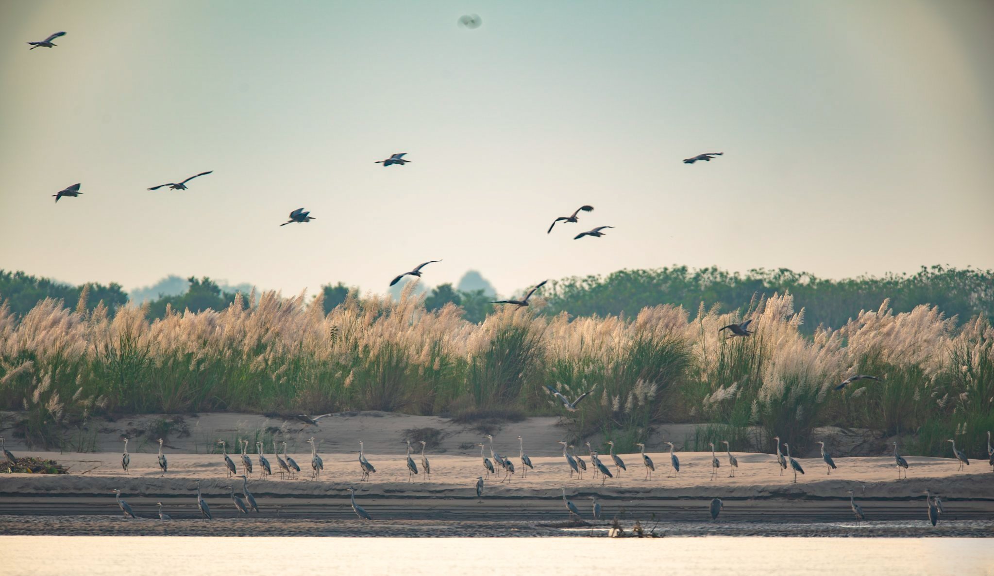 [Ảnh] Bãi giữa sông Hồng - vườn chim tự nhiên lớn độc đáo nhất Hà Nội