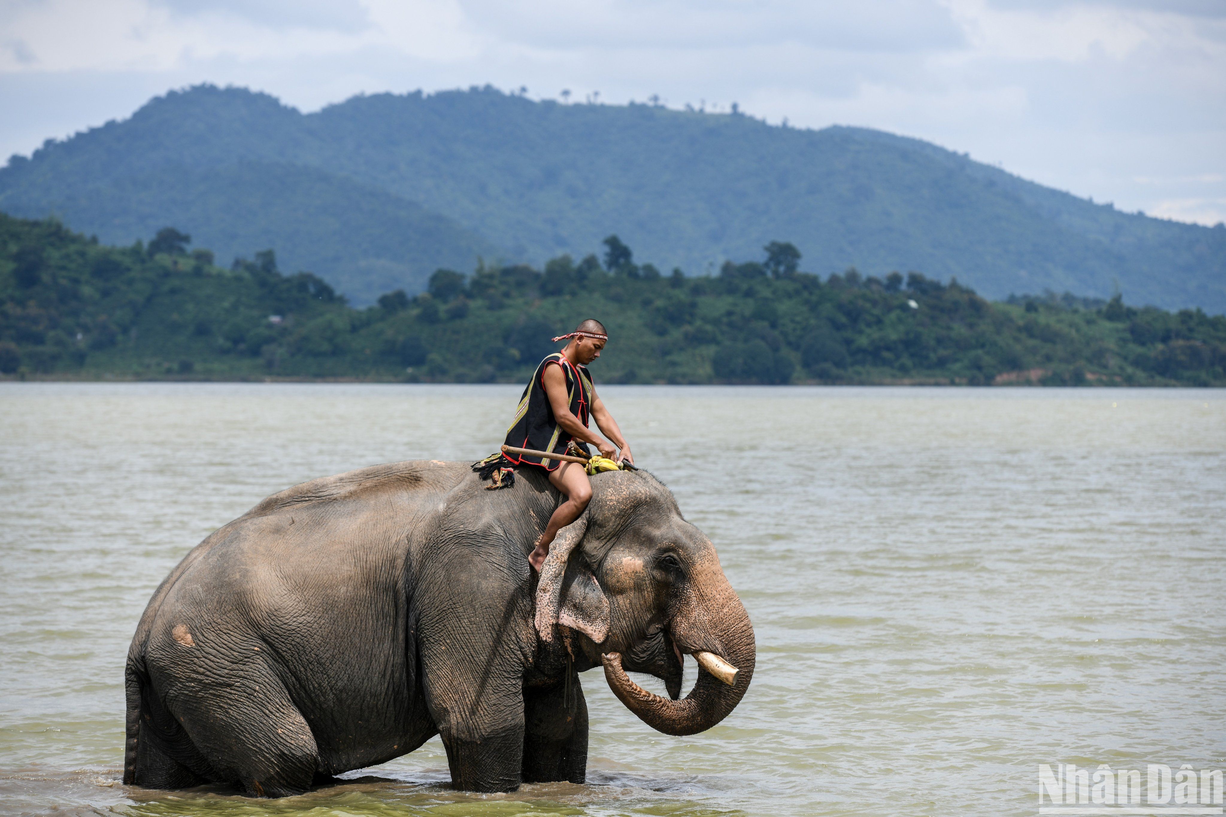 Nài voi Y Vinh tại hồ Lắk bên chú voi một ngà của mình. 