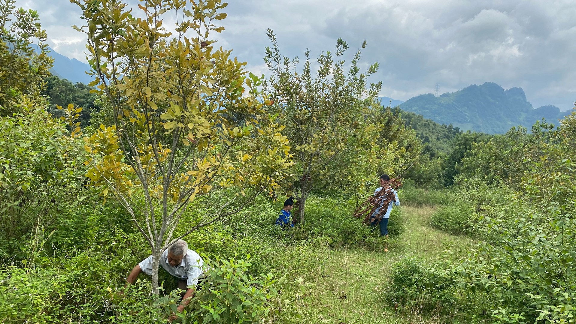 Đã hai năm trở lại đây, hơn 1.000ha cây mắc-ca ở huyện Tuần Giáo do không được nhà đầu tư chăm sóc khiến cây bị vàng lá, năng suất kém.