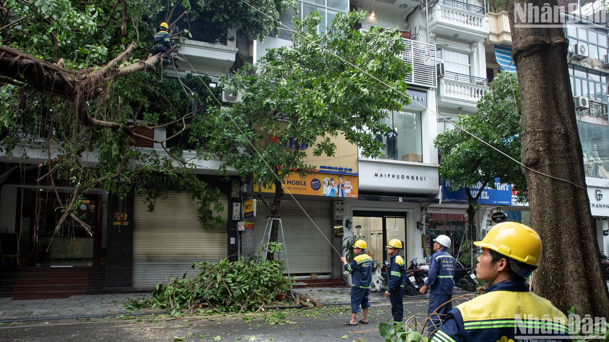 Công nhân Công ty trách nhiệm hữu hạn một thành viên Công viên cây xanh Thành phố Hồ Chí Minh hỗ trợ Hà Nội xử lý cây xanh bị đổ do bão số 3.