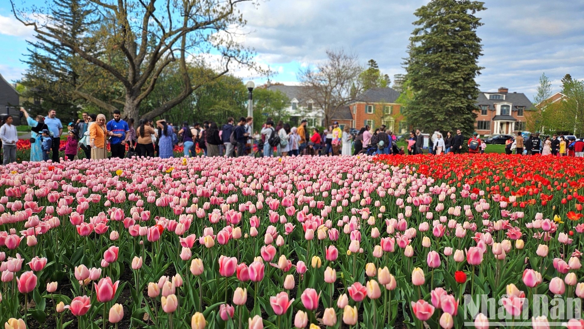 [Ảnh] Mãn nhãn với rừng hoa tulip khoe sắc rực rỡ ở thủ đô Ottawa, Canada 