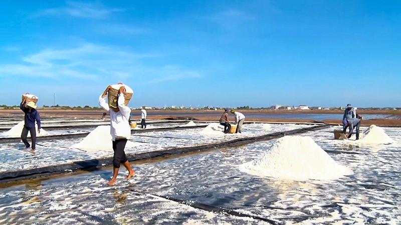 Diêm dân xã Điền Hải, huyện Đông Hải, tỉnh Bạc Liêu thu hoạch muối.