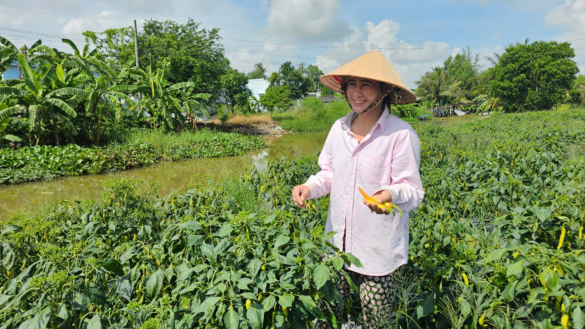 Gia đình chị Phượng đã khấm khá lên nhờ trồng ớt. 