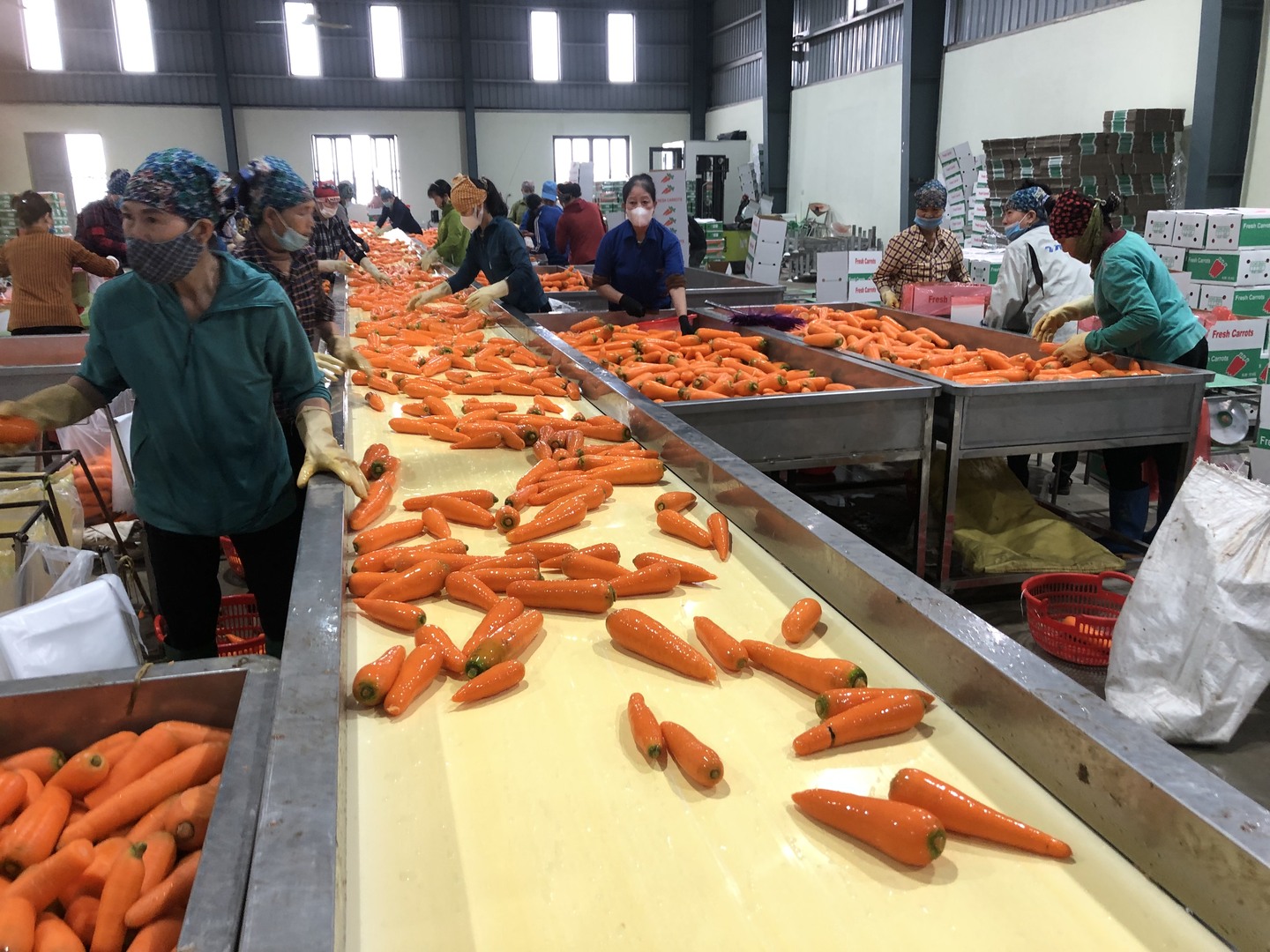 Sơ chế sản phẩm cà-rốt tại Hợp tác xã Dịch vụ nông nghiệp Đức Chính, huyện Cẩm Giàng (Hải Dương).